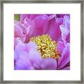 Pink Bloomer Framed Print