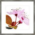 Pink Blossom On Twig Isolated On White Framed Print