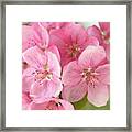 Pink Blossoms Framed Print