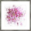 Pink Blossoms Framed Print