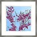 Pink Branches #1 Framed Print