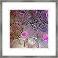 Pink Bubble Anemone Framed Print