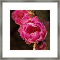 Pink Cactus Flowers - Digital Art Framed Print