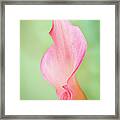 Pink Calla Lily Framed Print
