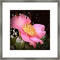 Pink  Camellia  Aglow Framed Print