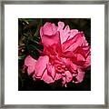 Camellia V Framed Print