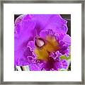 Pink Cattelaya Orchid Framed Print