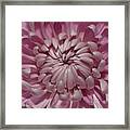 Pink Chrysanthemum 3 Framed Print