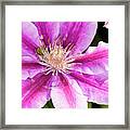 Pink Clematis Flower Photograph Framed Print
