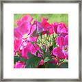 Pink Roses Cezanne Style Framed Print