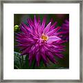 Pink Dahlia Framed Print