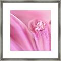 Water Drop On A Pink Daisy Framed Print