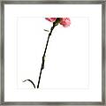 Pink Dianthus On A White Background Framed Print