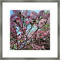 Pink Dogwood Tree In Bloom Framed Print