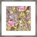 Pink Flowering Dogwood Framed Print