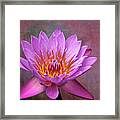 Pink Lady Water Lily Framed Print