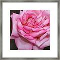 Pink Layers Framed Print