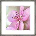 Pink Framed Print