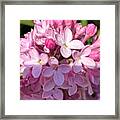 Pink Lilacs Framed Print