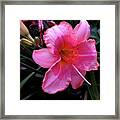 Pink Lilly Framed Print