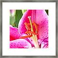 Pink Lily 2 Framed Print