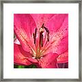 Pink Longiflorum-asiatic Lily Framed Print