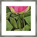 Pink Lotus And Leaves Framed Print