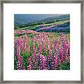 Pink Lupine Flowers In Meadow, Chisos Mountains, Big Bend National Park, Texas, Usa Framed Print
