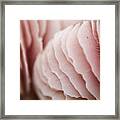 Pink Mushroom Framed Print