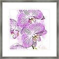Pink Orchid Wc Framed Print