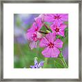 Pink Phlox Framed Print