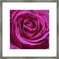 Pink Rose Framed Print