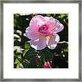 Pink Roses Framed Print
