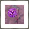 Desert Sand Verbena, Wildflower, Side Portrait Framed Print