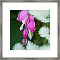 Pink Snow On The Mountain Framed Print