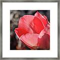 Pink Tulip Framed Print