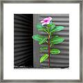 Pink Vinca In A World Of Gray Framed Print