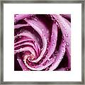 Pink Wet Rose Framed Print