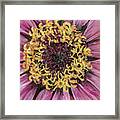 Pink Zinnia Framed Print