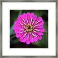 Pink Zinnia Framed Print