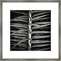 Pinstripes Framed Print