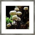 Pinwheel Mushroom Framed Print