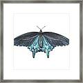 Pipevine Swallowtail Butterfly Framed Print