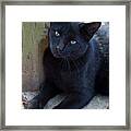 Pitch Black Pussycat Framed Print