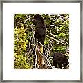 Play Time In The Tree Tops Framed Print