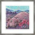 Playful Pig Framed Print