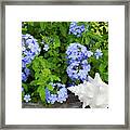 Plumbago And The Conch Horizontal Framed Print