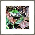 Poison Dart Frog 1 Framed Print