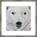 Polar Bear - Churchill Framed Print
