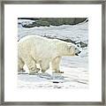 Polar Bear Framed Print